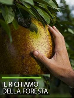 kuminda richiamo2Jc
